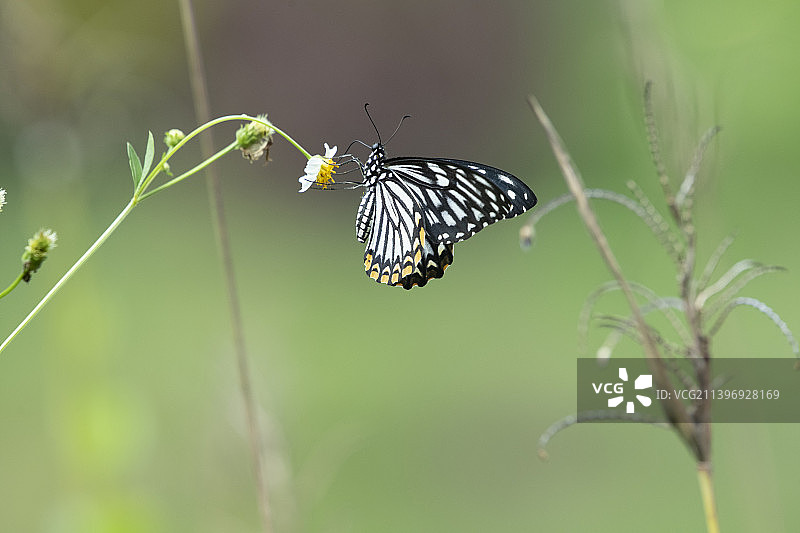 黑脉蛱蝶图片素材