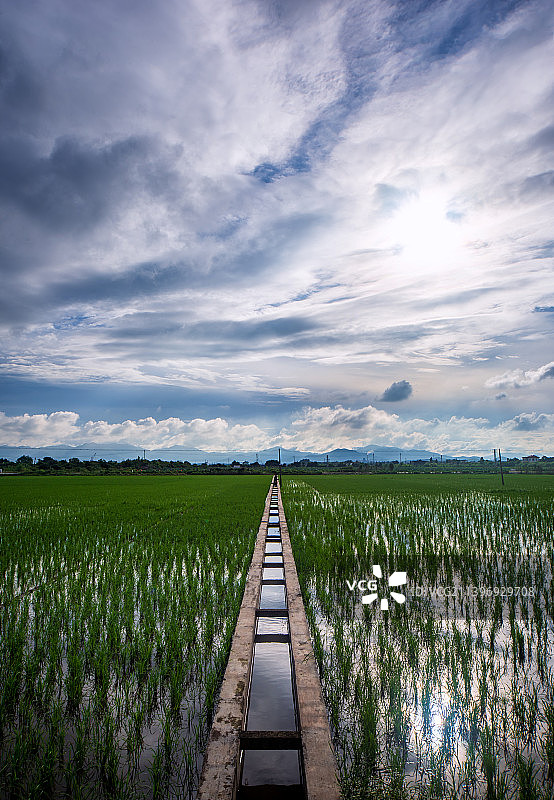 广东台山丝苗米水稻田图片素材