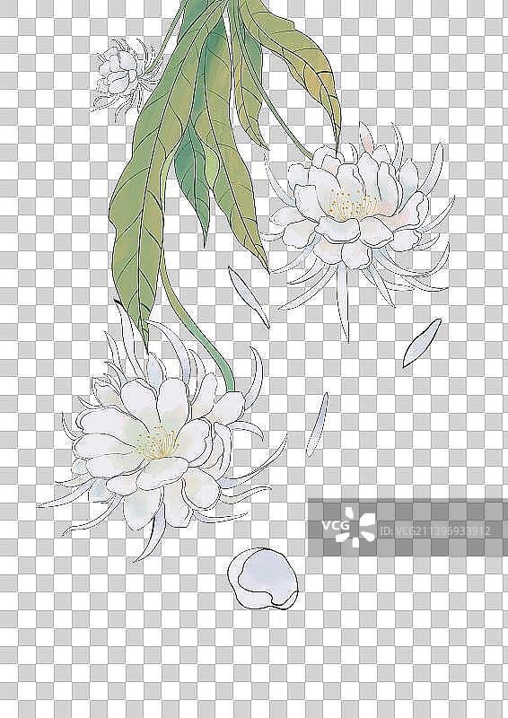 昙花白露节气插画图片素材