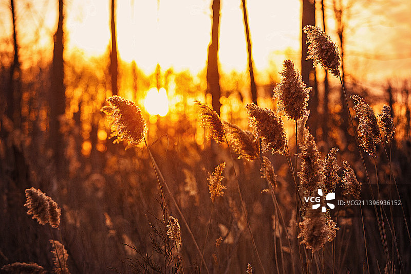 日落时分，美国特拉华州田野上的植物特写图片素材