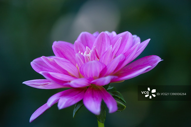 美国明尼苏达州查纳森市粉色花朵的特写图片素材