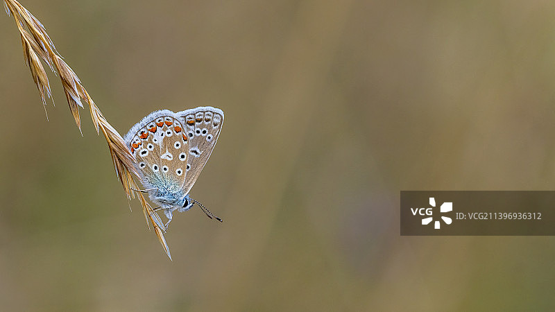 蝴蝶在植物上，英国伦敦特写图片素材