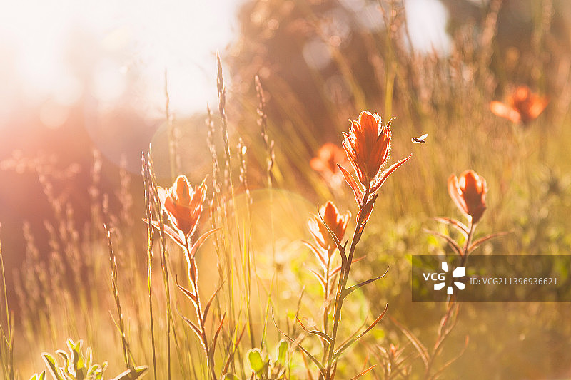美国科罗拉多州韦尔田野上的开花植物特写图片素材