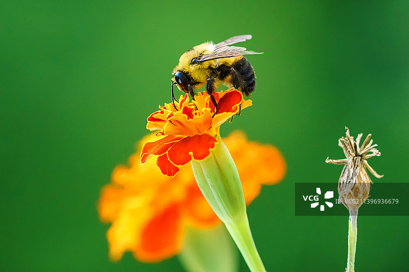 花朵上采蜜的蜜蜂特写，美国艾奥瓦州贝滕多夫图片素材