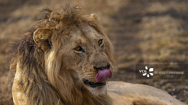 世界狮子日快乐图片素材