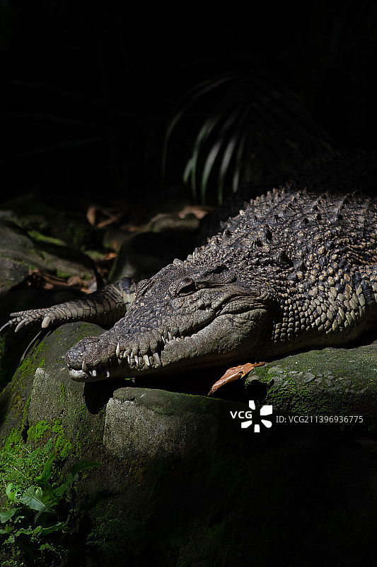 日惹印度尼西亚动物园尼罗河鳄鱼的特写图片素材