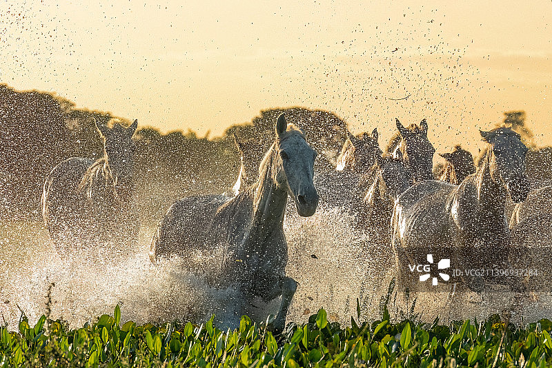 巴西湿地风光图片素材