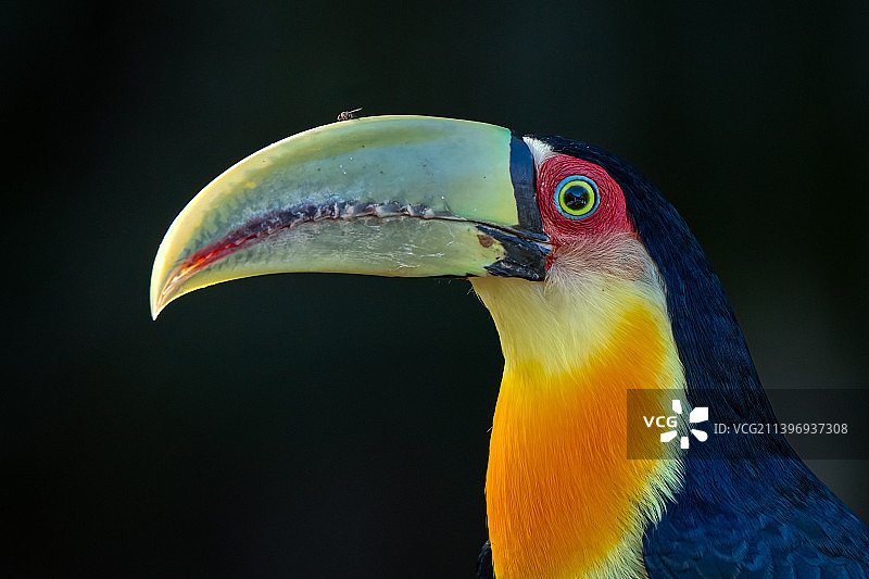 巨嘴鸟特写图片素材