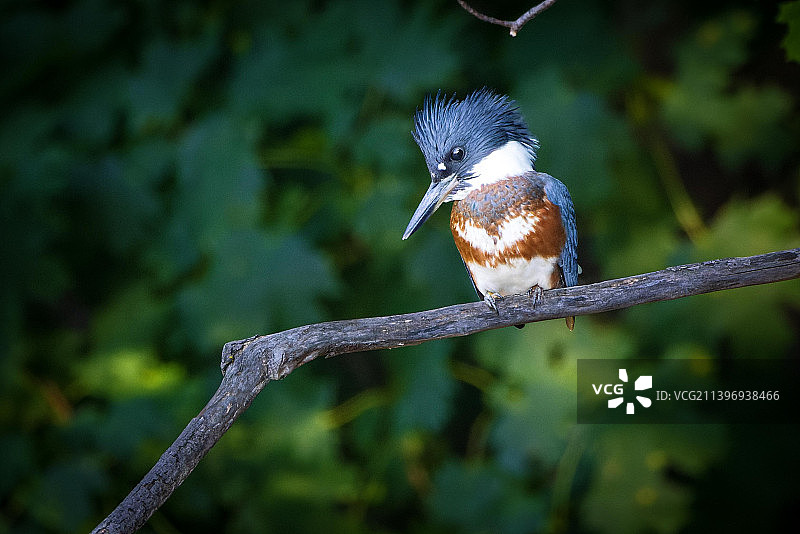 翠鸟栖息在树枝上的特写图片素材
