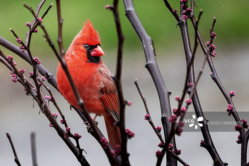 红雀栖息在树枝上的特写，美国俄亥俄州克利夫兰图片素材