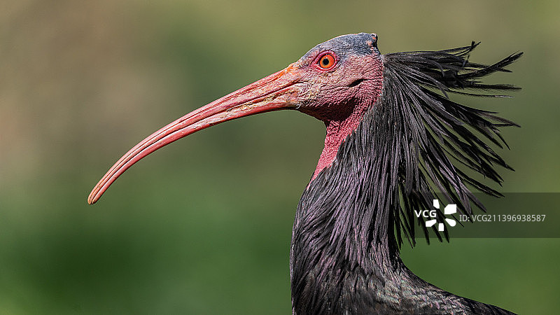 宜必思鸟特写图片素材