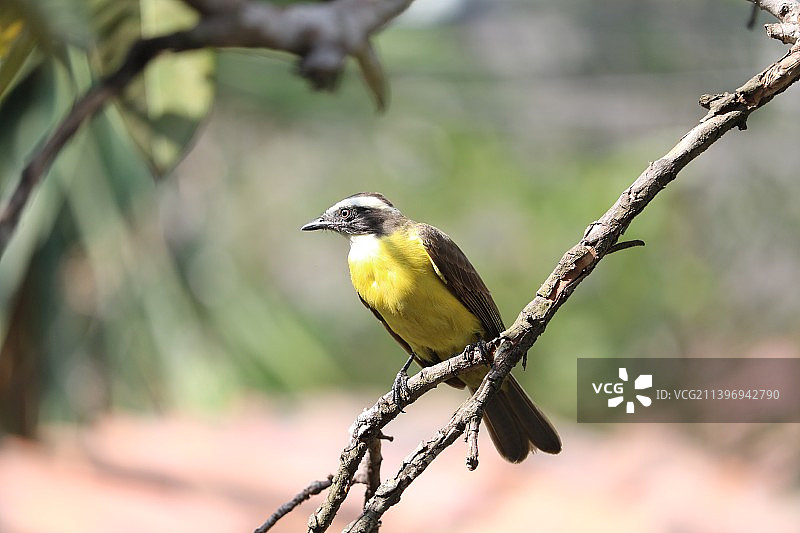 栖息在树枝上的热带鸣禽特写，萨尔瓦多圣马科斯图片素材