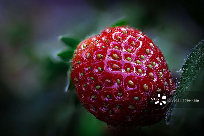 植物上生长的草莓特写图片素材