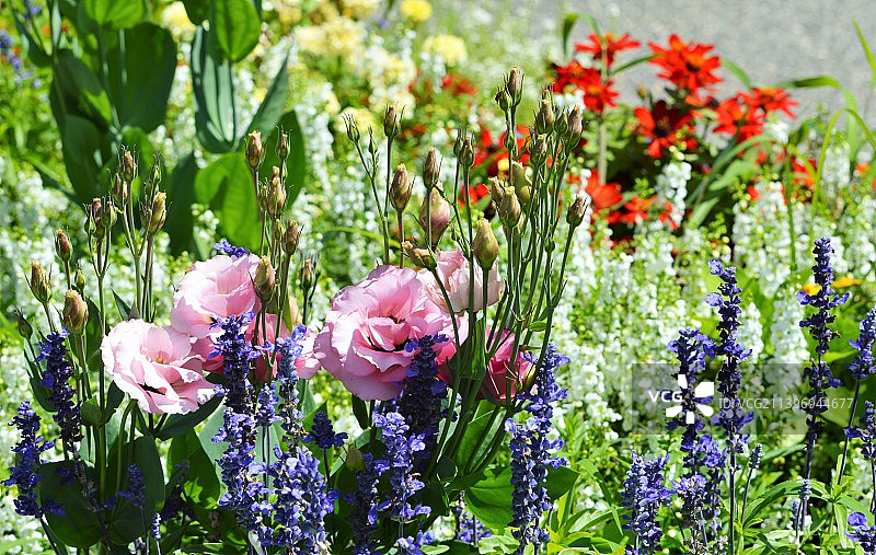 美国新泽西州米德尔敦田野上的粉色花卉植物特写图片素材