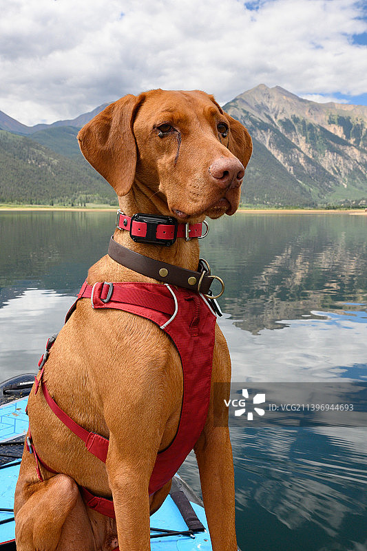 维兹拉犬在湖边天空下的肖像图片素材