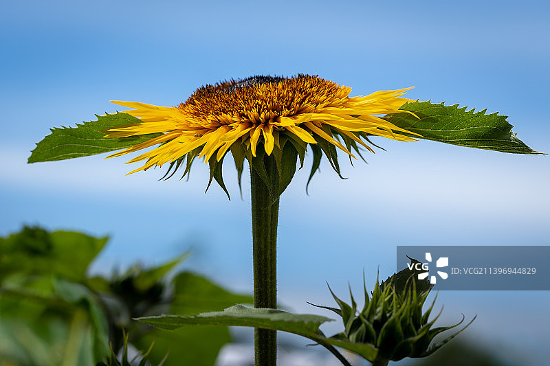 黄色植物特写，英国布里真德图片素材