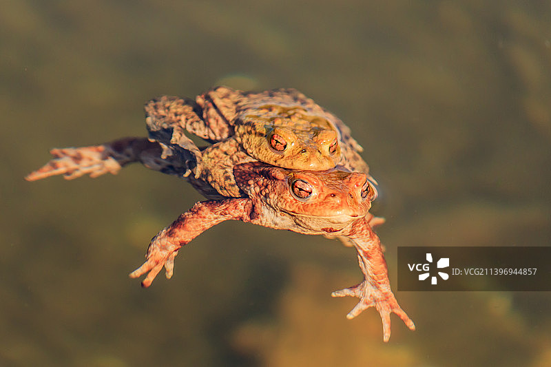 树叶上的青蛙特写图片素材