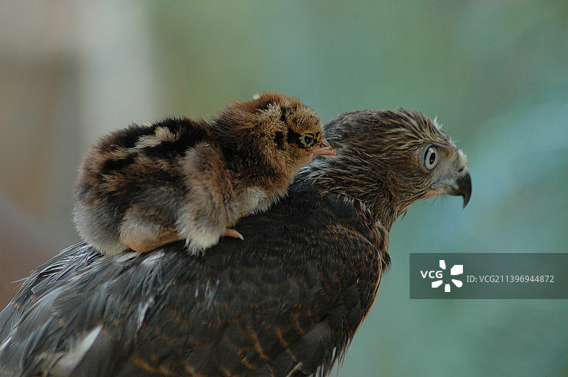 鸟类特写图片素材