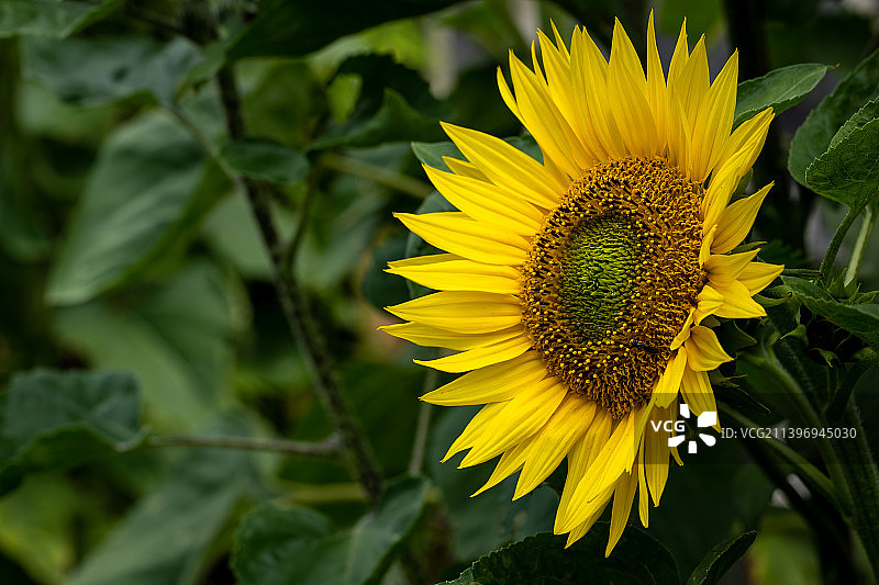 英国布里真德向日葵特写图片素材