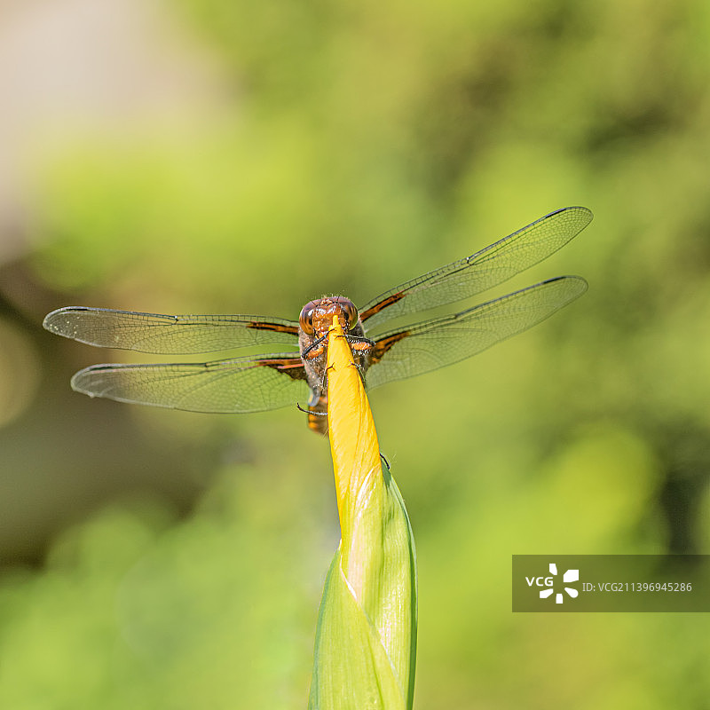 蜻蜓在植物上的特写图片素材