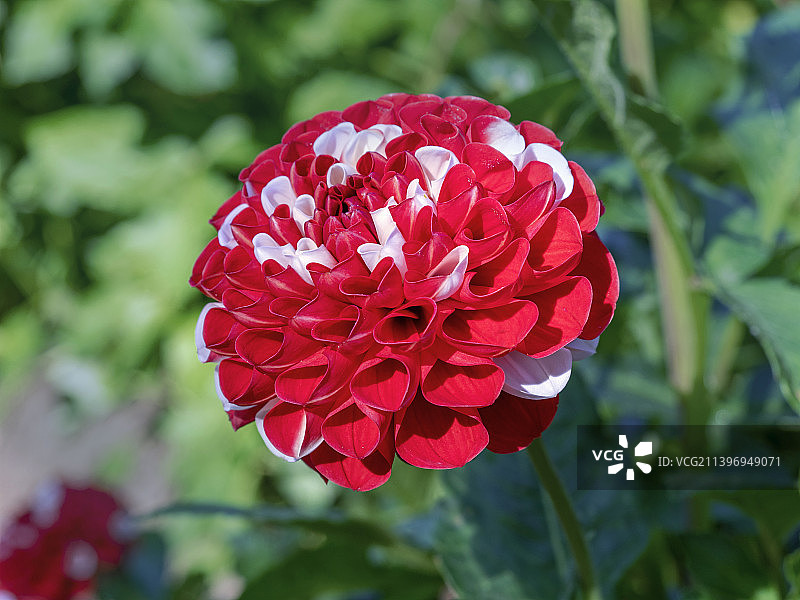 玫瑰战争波旁大丽花品种图片素材