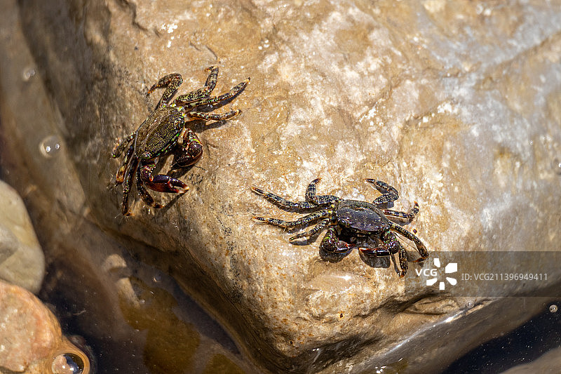 俄罗斯水中鳄鱼的高角度视图图片素材