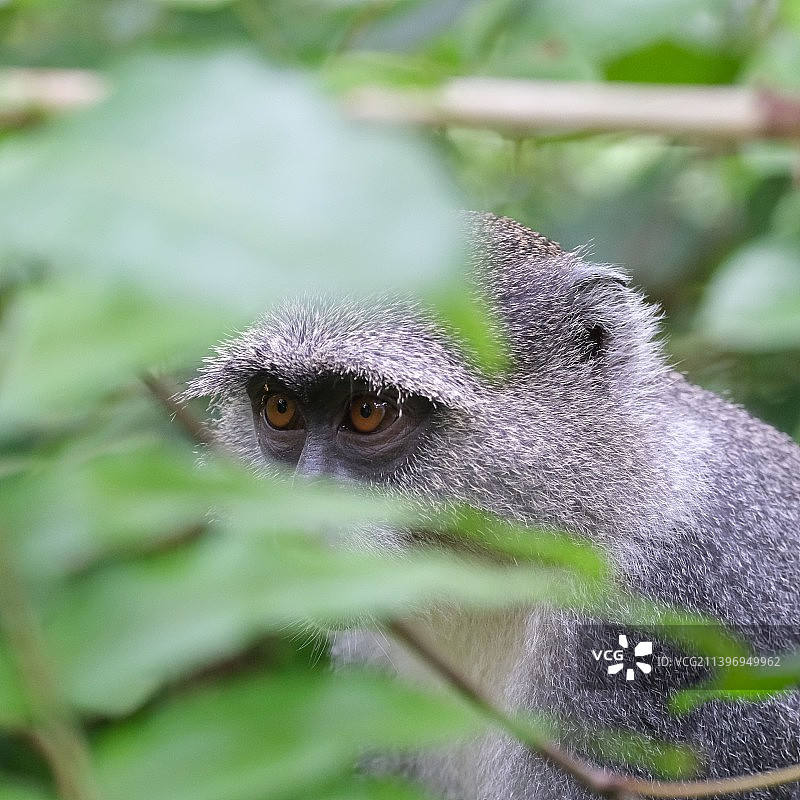 坐在树上的狐猴特写图片素材