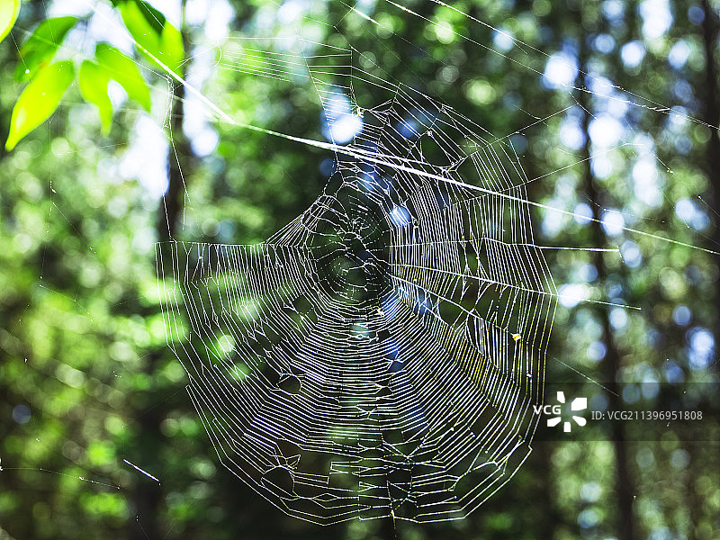 美国密歇根州马凯特蛛网上的蜘蛛特写图片素材