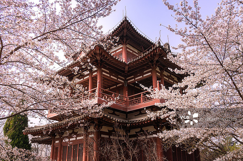 樱花盛开的青龙寺图片素材