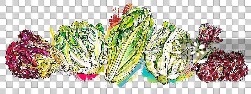 生菜 水果 蔬菜 有机 食物图片素材