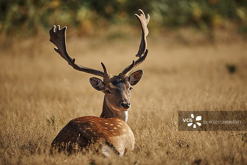 站在田野上的鹿的肖像，英国图片素材