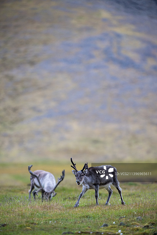 山羊在斯瓦尔巴德群岛的田野上行走侧视图，挪威图片素材