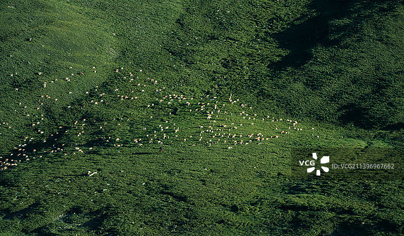 新疆伊昭公路伊犁马儿吃草山脊图片素材