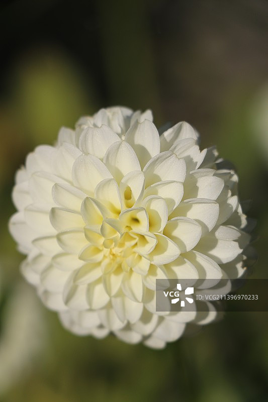 白色开花植物的特写图片素材