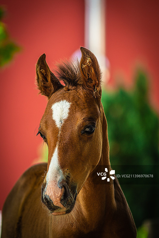 小母马站在红色背景前的特写图片素材