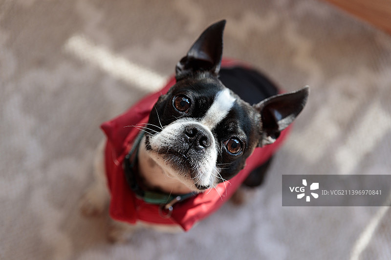 波士顿梗犬俯视角度肖像照图片素材