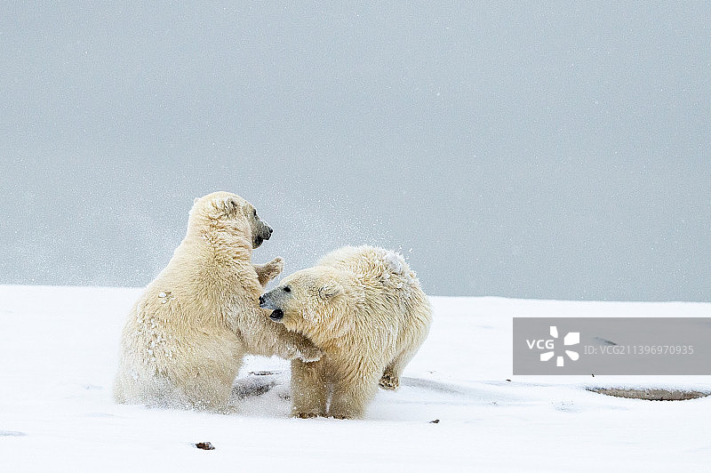 两只北极熊在阿拉斯加北极国家野生动物保护区嬉戏打闹图片素材