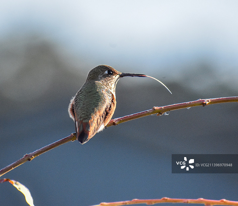 栖息在树枝上的蜂鸟特写图片素材