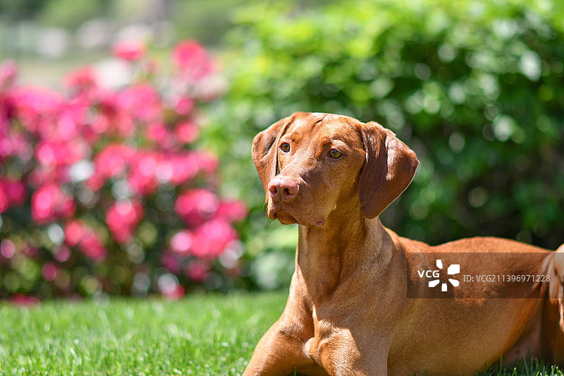 维兹拉犬草地近景照片图片素材