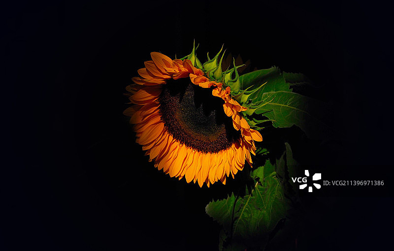 特写的花对黑色背景图片素材