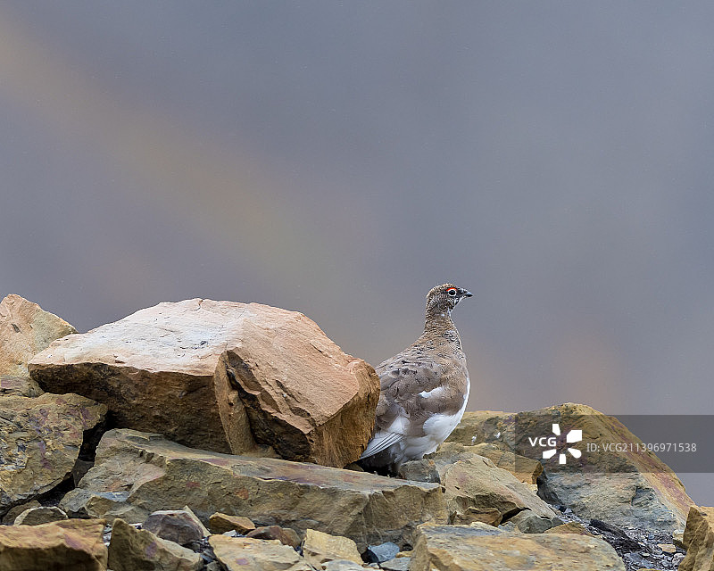 挪威斯瓦尔巴特群岛岩石上栖息的雷鸟特写图片素材