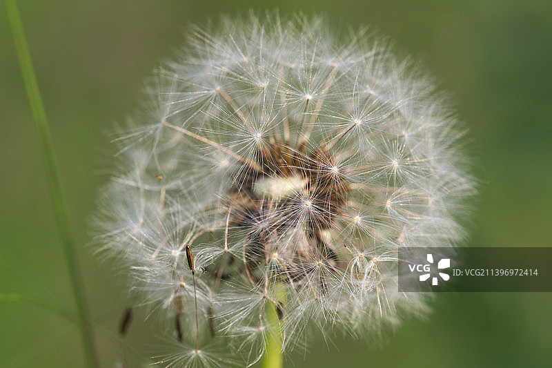 蒲公英在植物上的特写图片素材