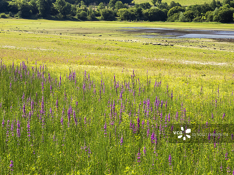 生长在英国兰开夏郡福尔里奇下水库的千屈菜图片素材