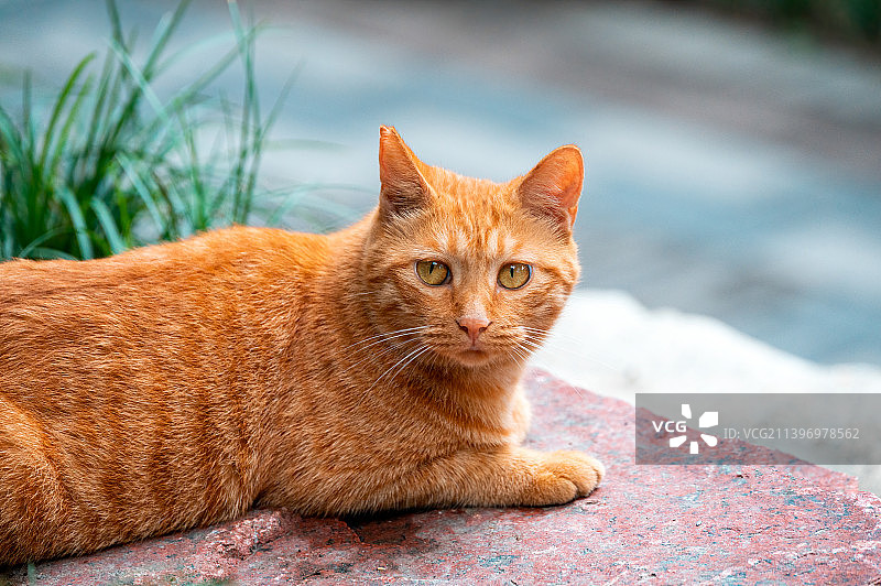 一只趴着的可爱橘猫图片素材