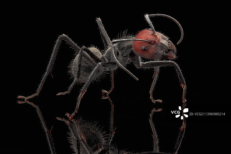 红头弓背蚁图片素材