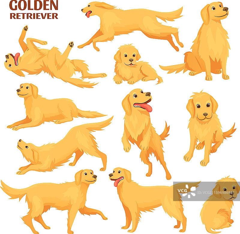 有趣的拉布拉多幼犬金色寻回犬图片素材