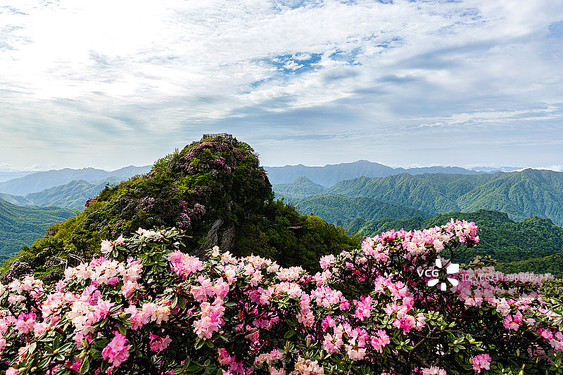 光雾山杜娟图片素材