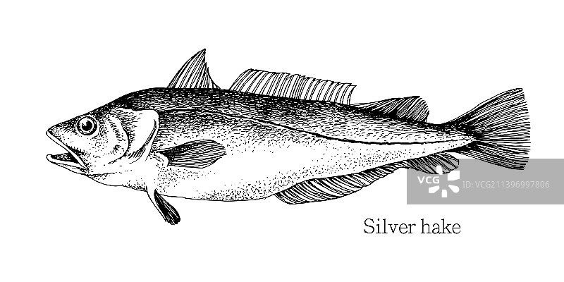 手绘写实风格银鳕鱼图片素材