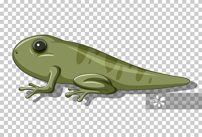 扁平卡通风格的蝌蚪图片素材