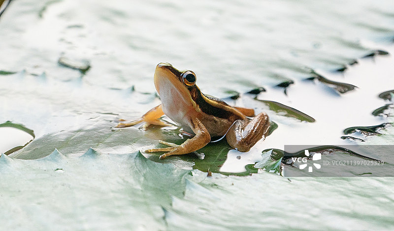 井蛙观天图片素材